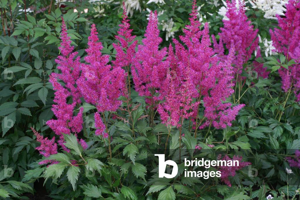 Astilbe “” Elisabeth”