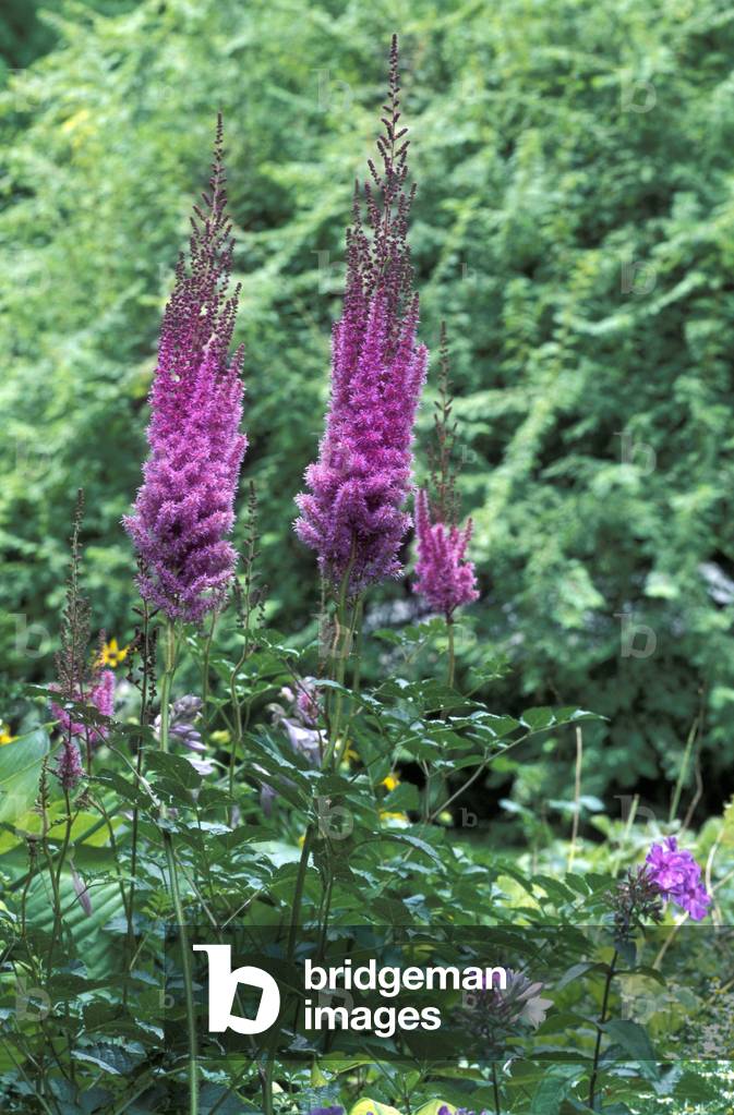 Astilbe Chinensis var. Taquetii