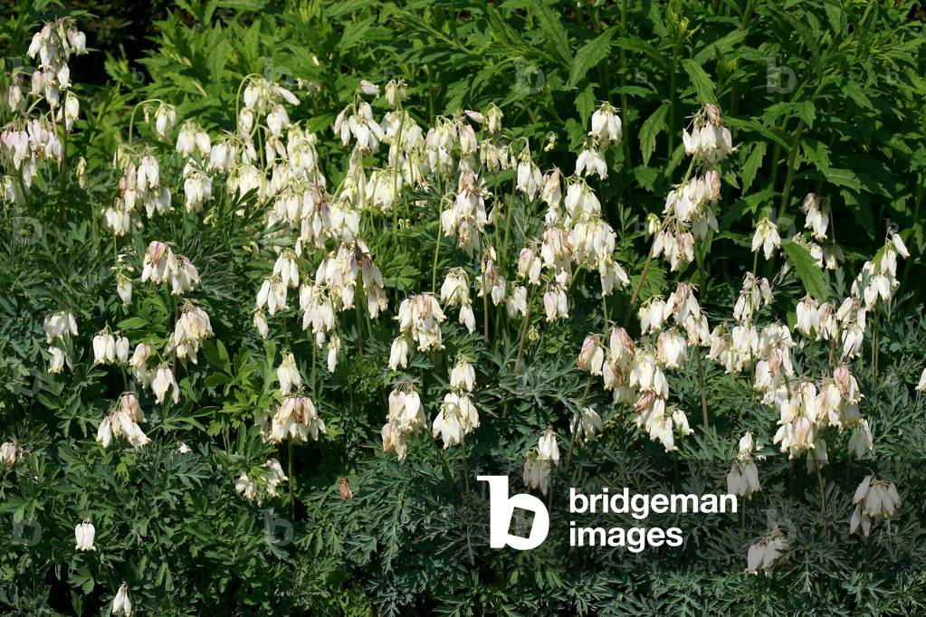 Dicentra Formosa Aurora