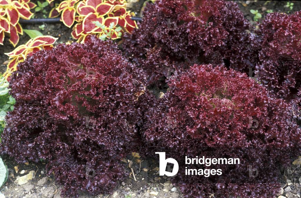 Lactuca, Lettuce, North Italy, Italy