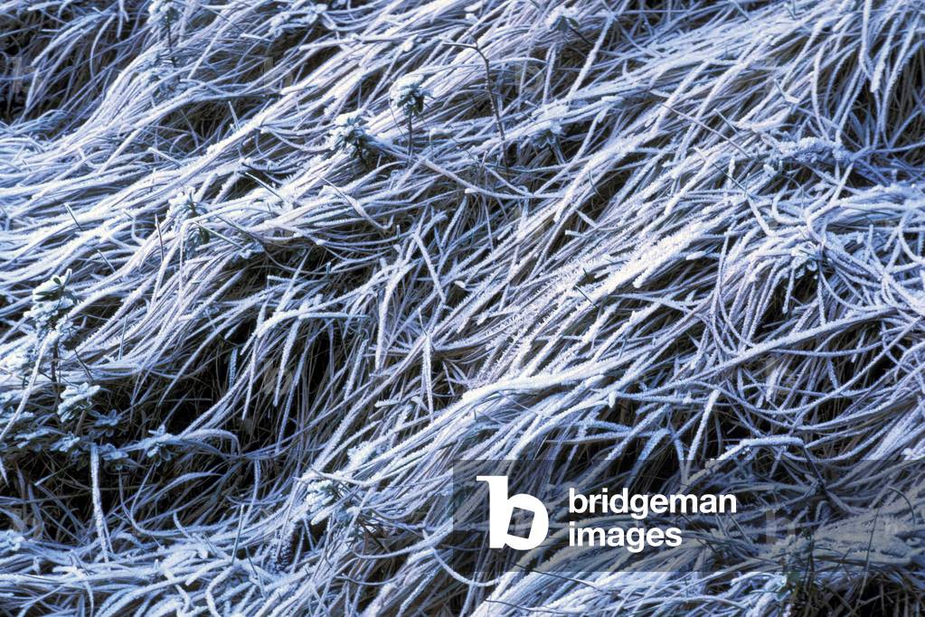 Frost on dry straws, Italy