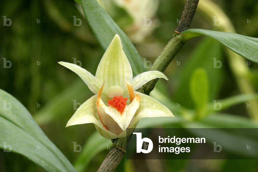 Dendrobium cruentum