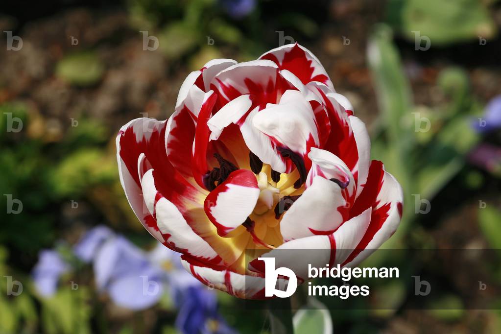 Double late tulip “” Carnival of Nice””