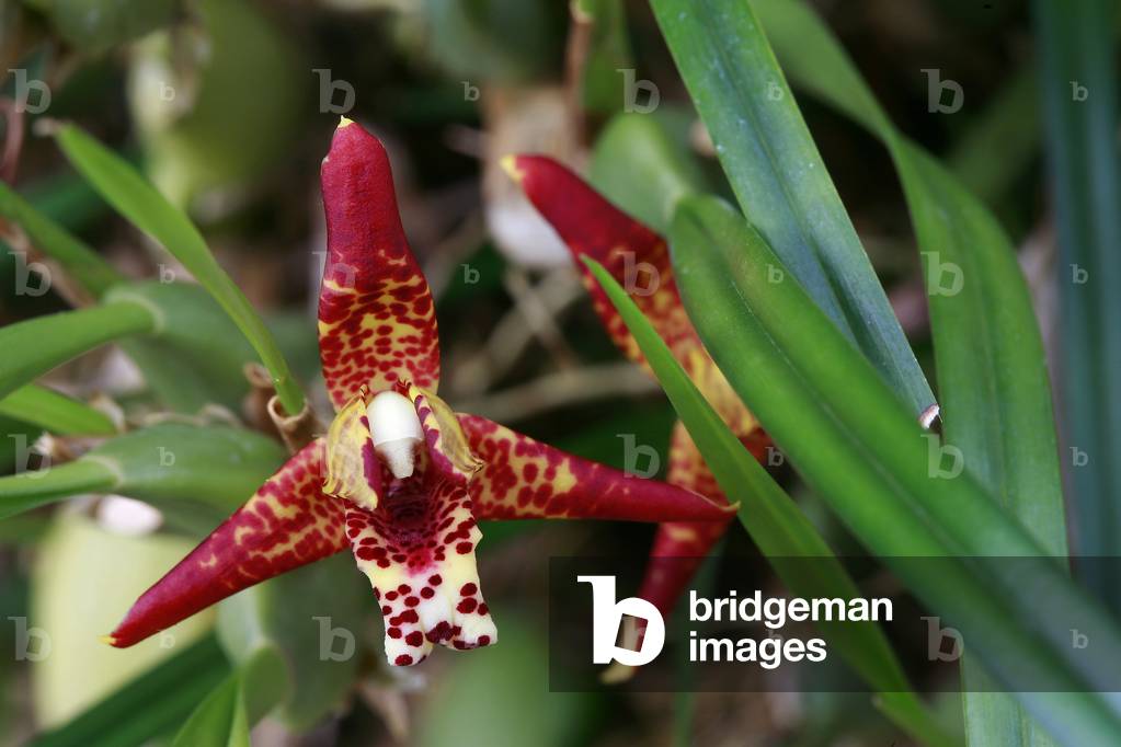 Maxillaria tenuifolia
