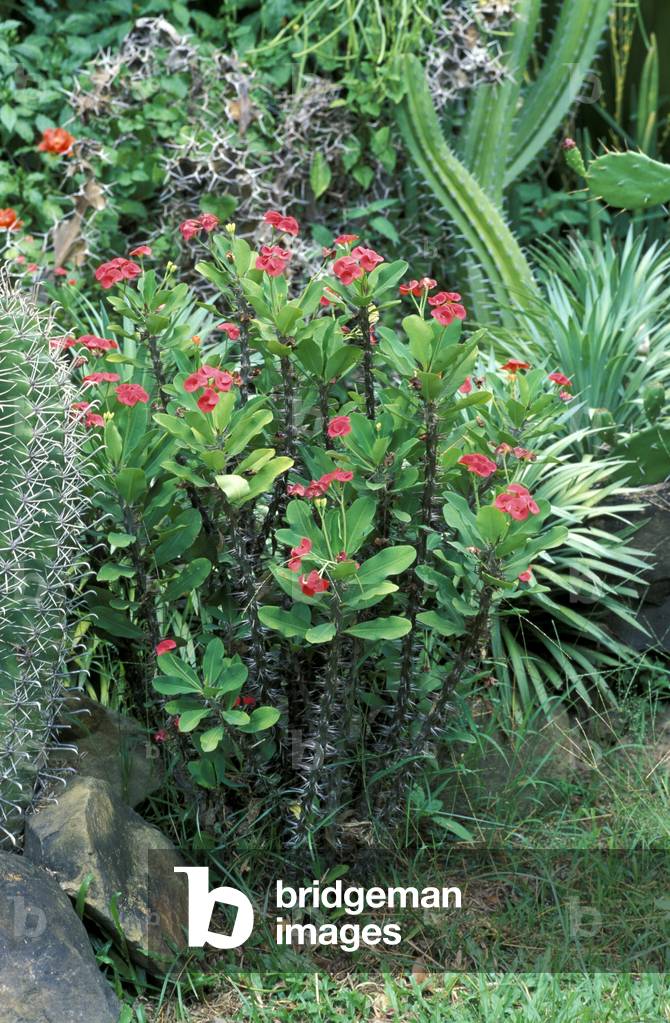 Euphorbia milii