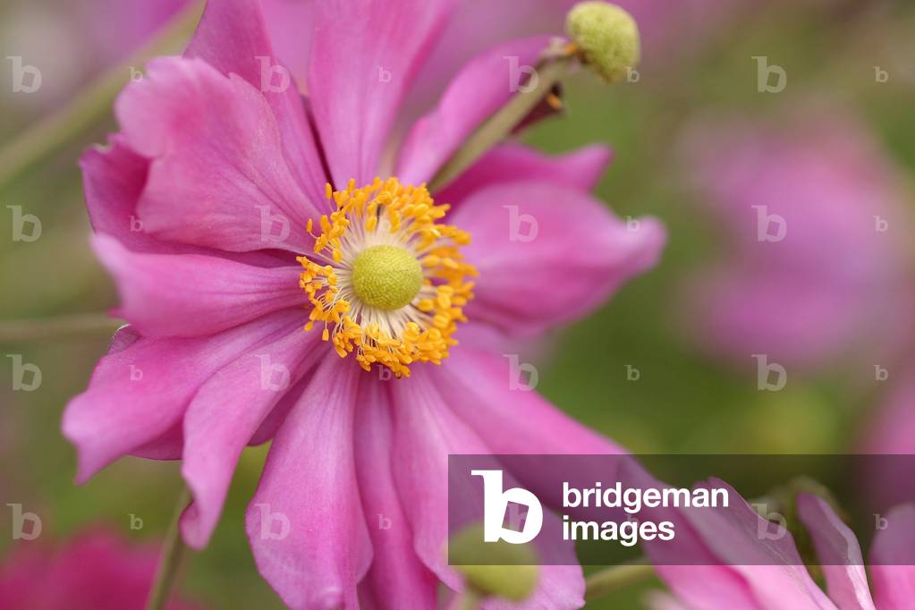 Anemone hupehensis var. japonica “” Pamina”””, english anemone