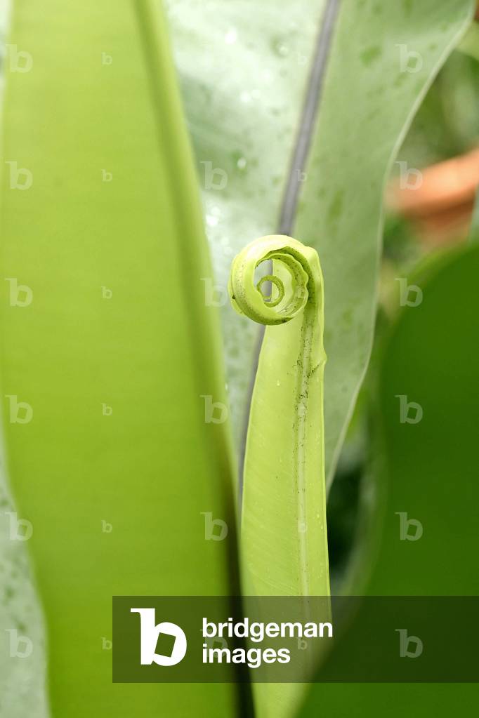 Asplenium nidus, Italy