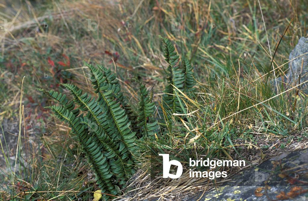 Polystichum Lonchitis, Fern, Italy