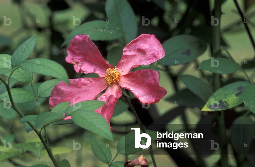 Rosa Chinensis Mutabilis