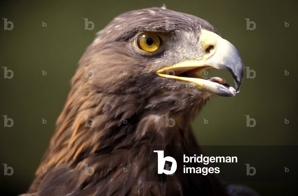 Golden eagle, Italy