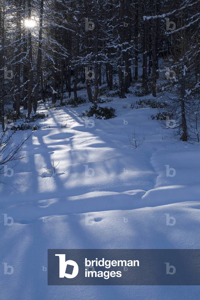 Snow on trees, Valle d'Aosta, Italy