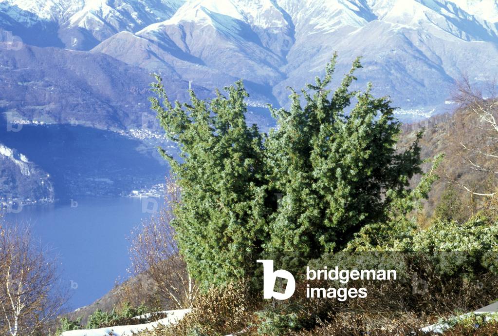 Juniper, Italy