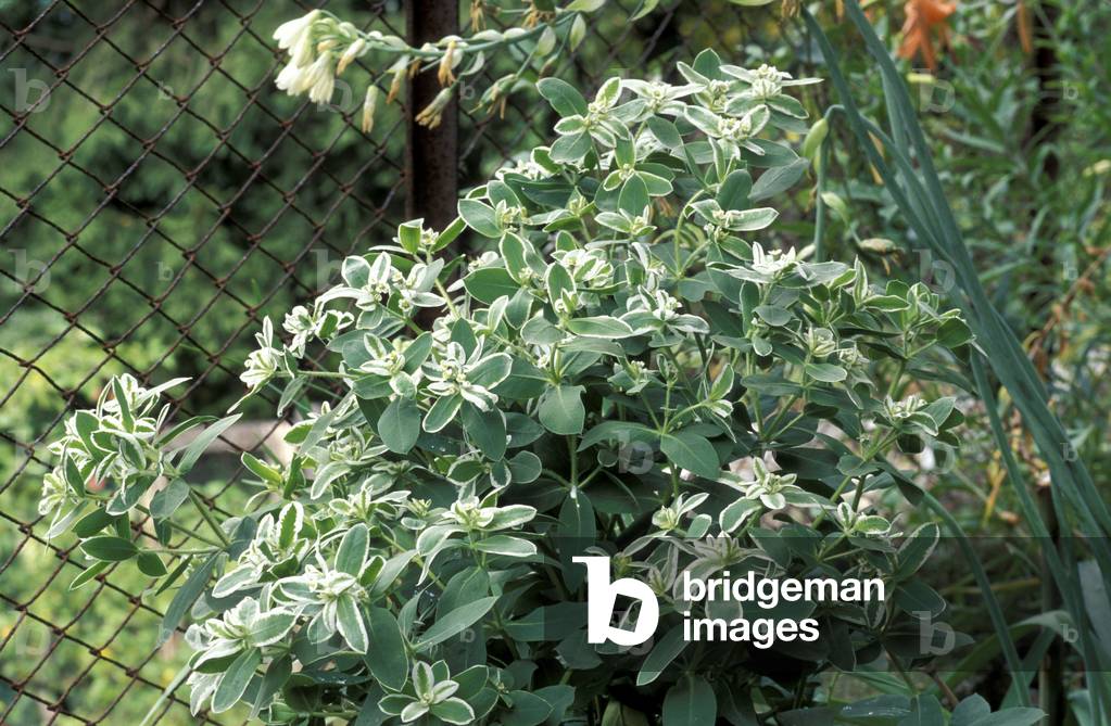 Euphorbia Marginata, Italy