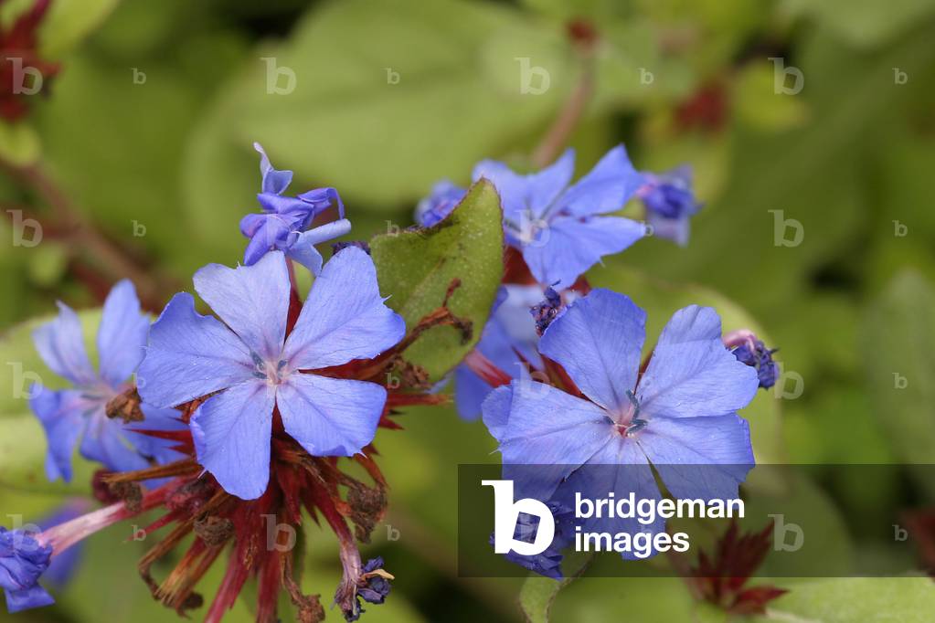 Ceratostigma plumbaginoids