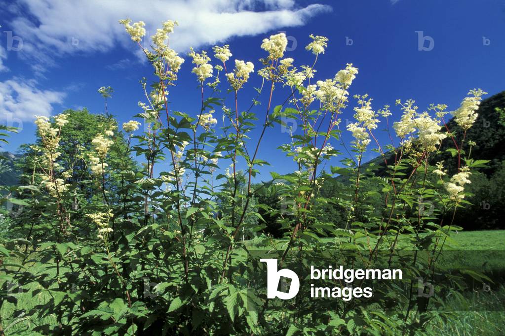 Fraxinus Ornus, Ash, Italy