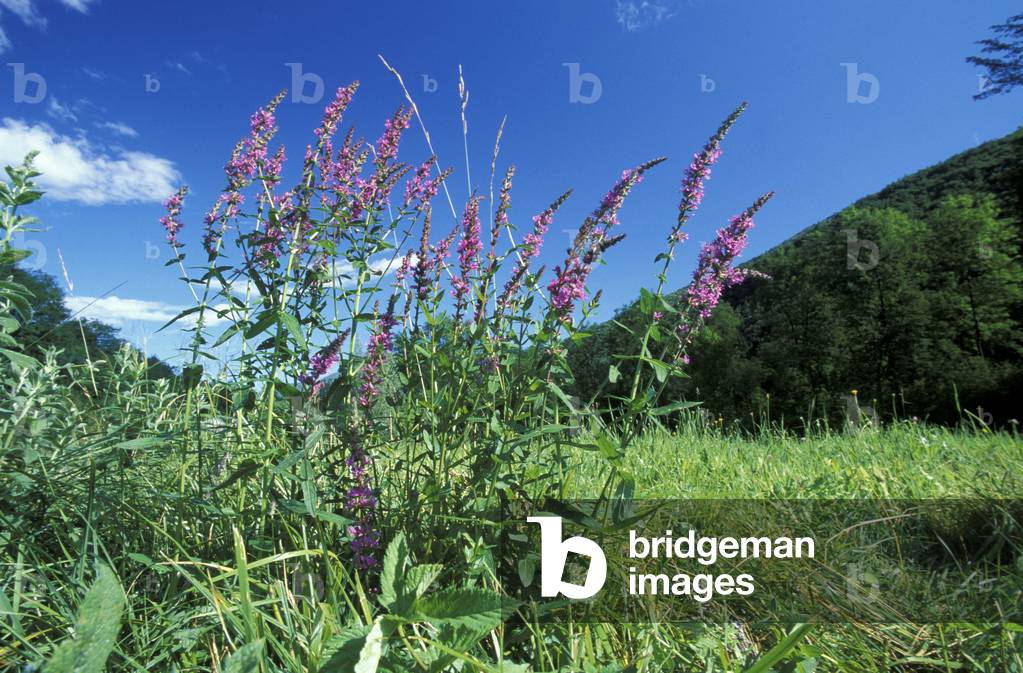 Lythrum Salicaria, Italy