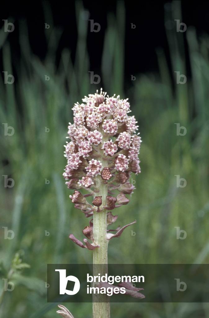 Petasites Hybridus, North Italy, Italy