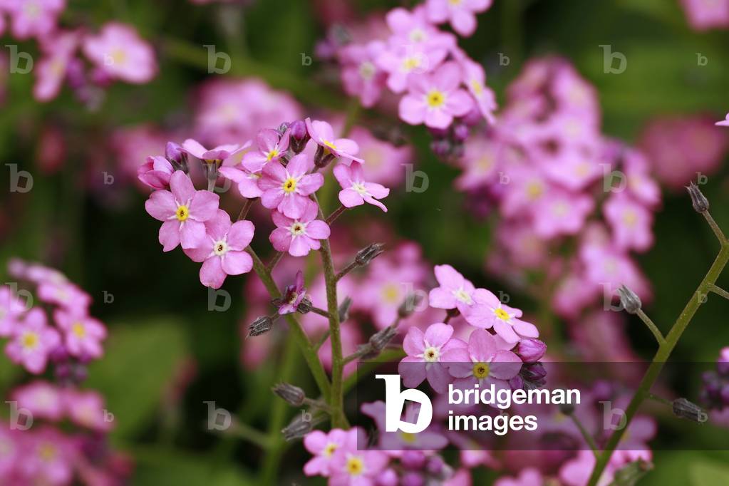 Myosotis sylvatica “” Victoria Rose”