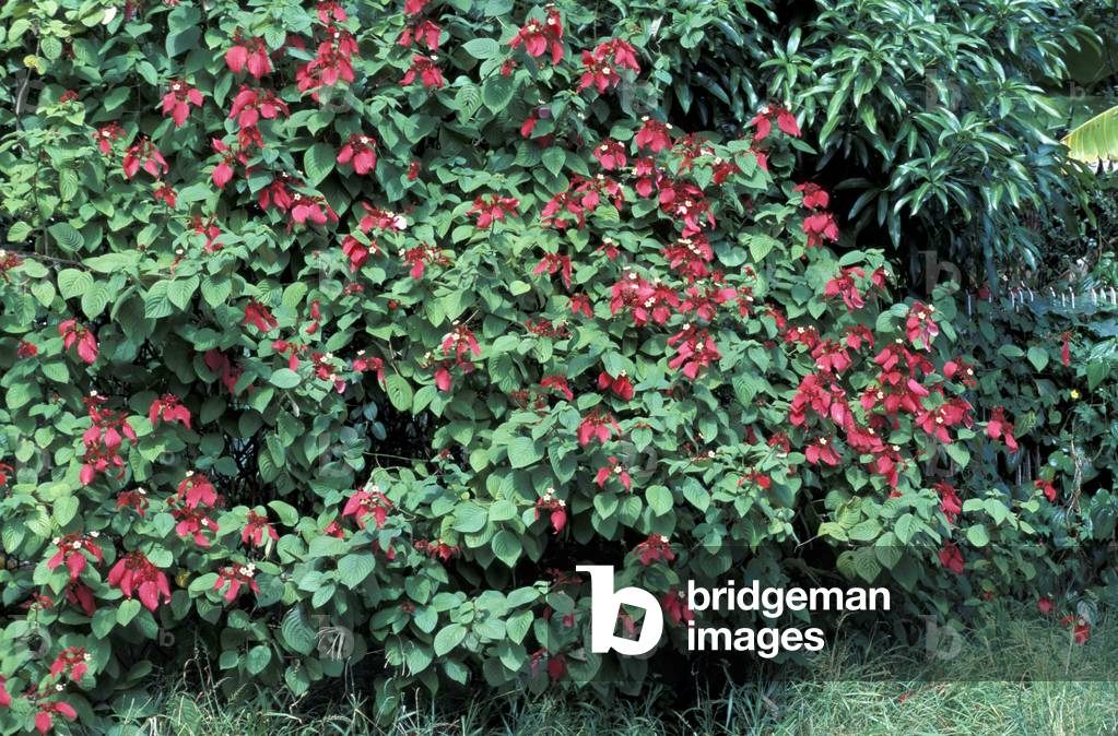 Mussaenda erythrophylla