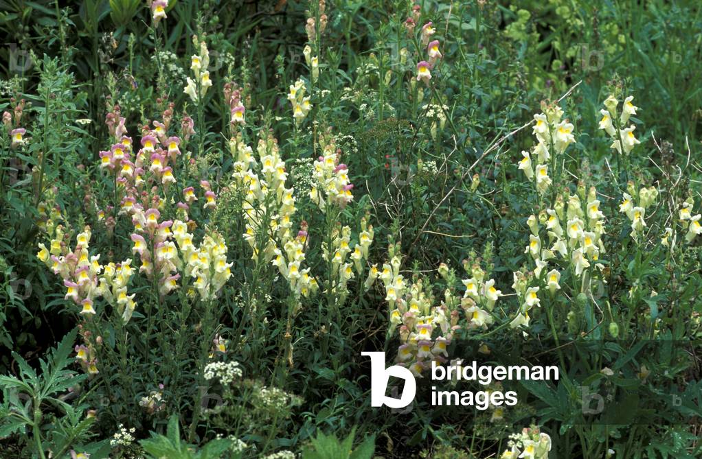 Antirrhinum majus
