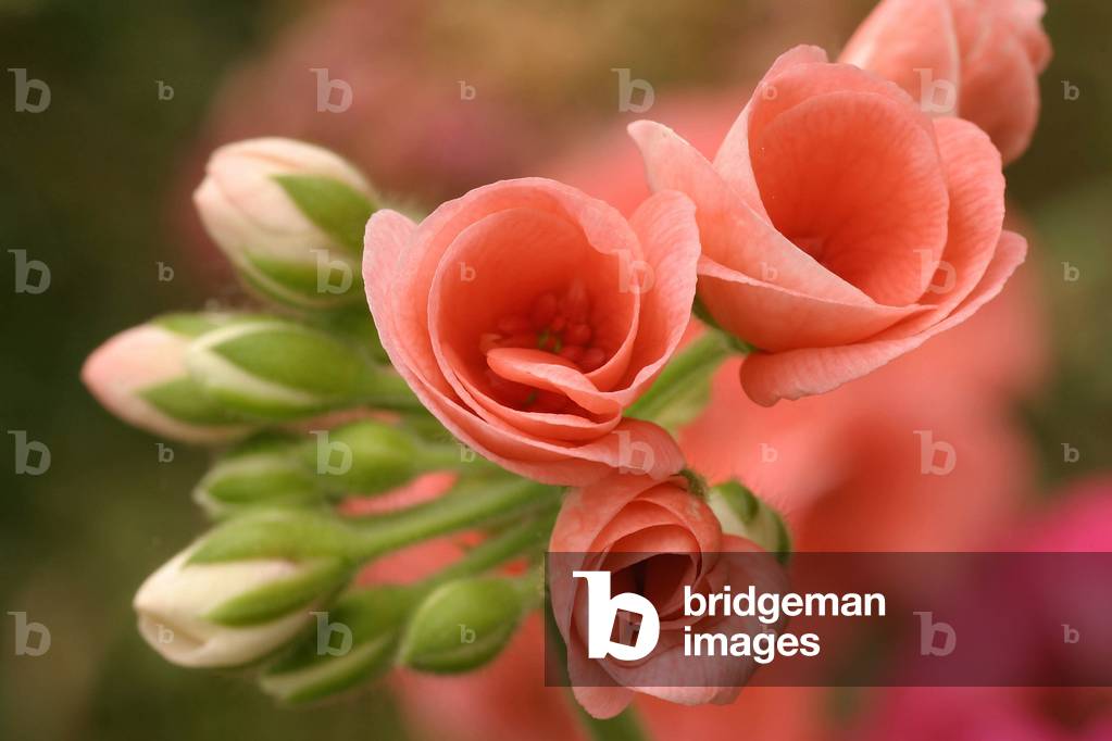Buds, Pelargonium zonale “” Rococò””