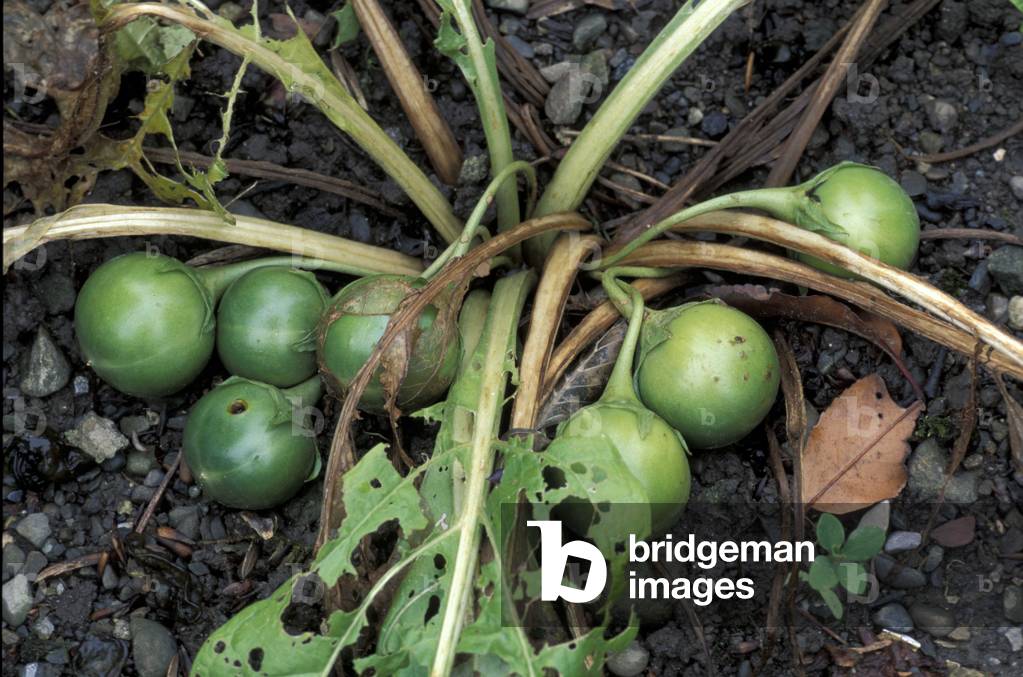 Mandragora Officinarum, South Italy, Italy