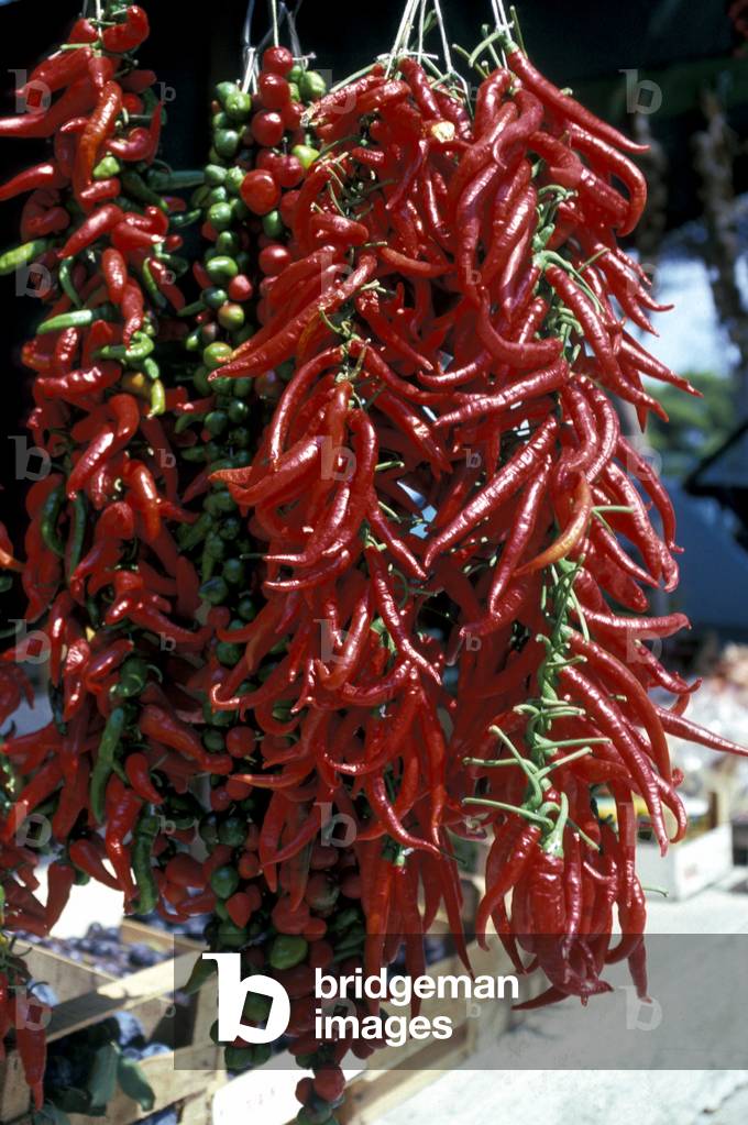 Chile pepper, Gargano national park, Puglia, Italy.