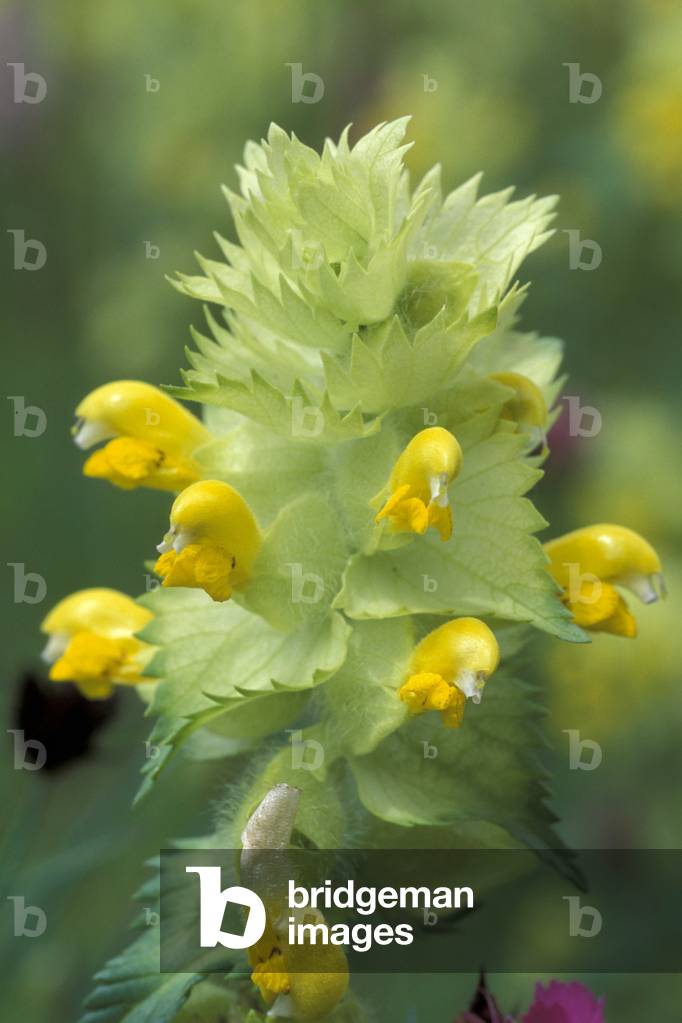 Rhinanthus Alectorolophus, Alpi, Italy