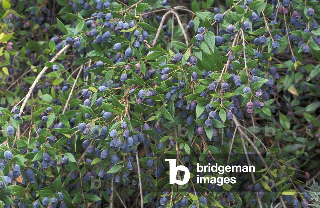 Myrtus Communis, Myrtle, Italy