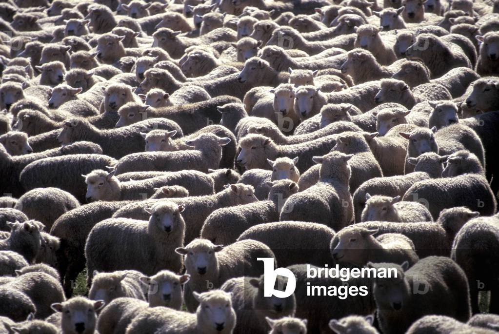 Gregge di pecore, Fara-House, Penisola di Coromandel, Isola del Nord, Nuova Zelanda, Pacifico