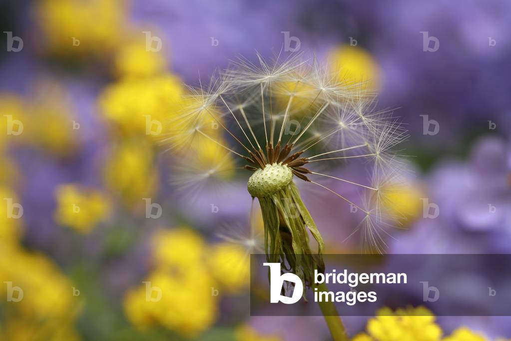 Taraxacum officinale