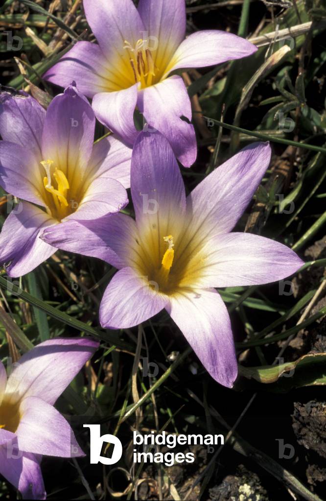 Romulea Bulbocodium, South Italy, Italy