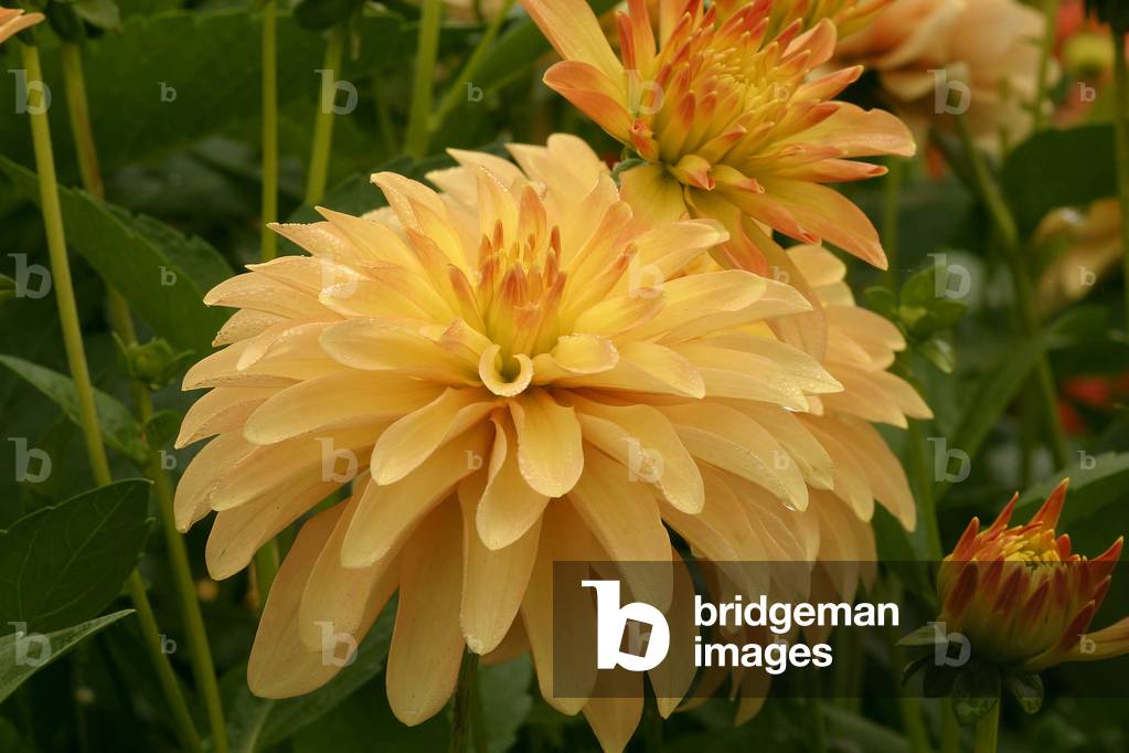 Dahlia “Frau Gertraud Aepfler”