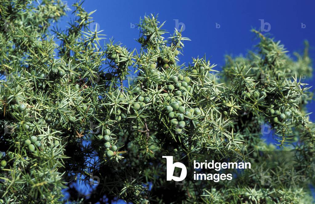 Juniperus Communis, Juniper, Alpi-Appennini, Italy
