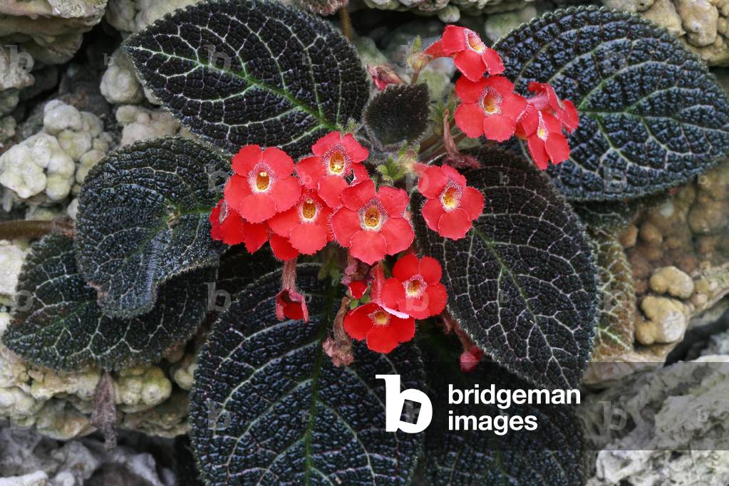 Episcia “” Gold Digger”