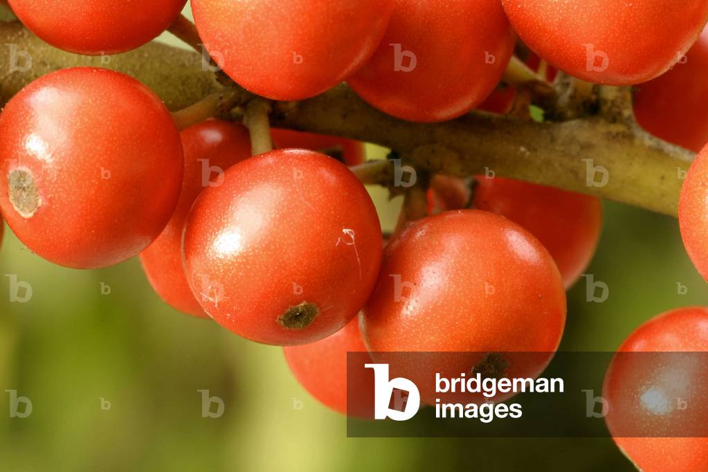 Ilex aquifolium, Italy
