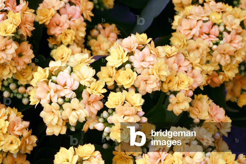 Kalanchoe blossfeldiana Karen