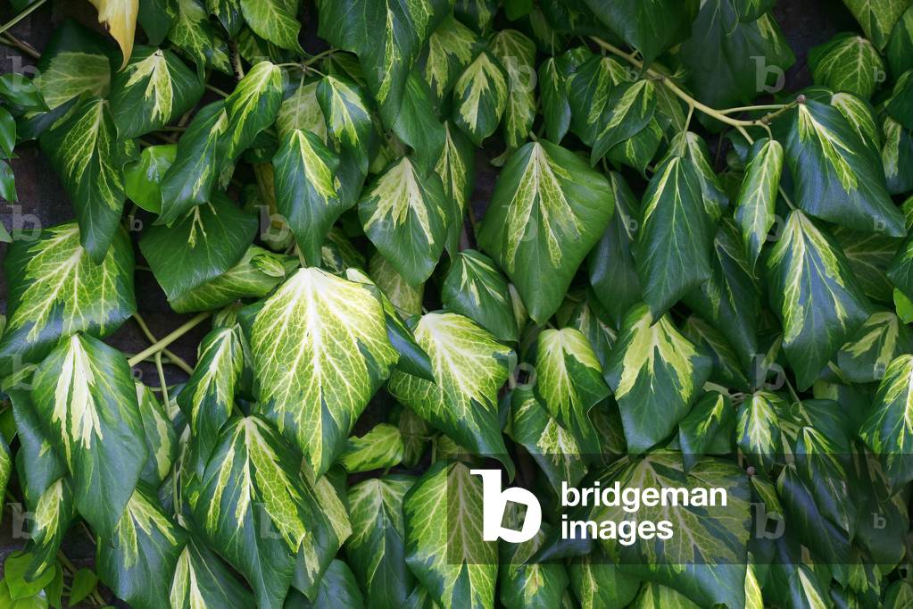 Hedera Colchica Sulphur Heart