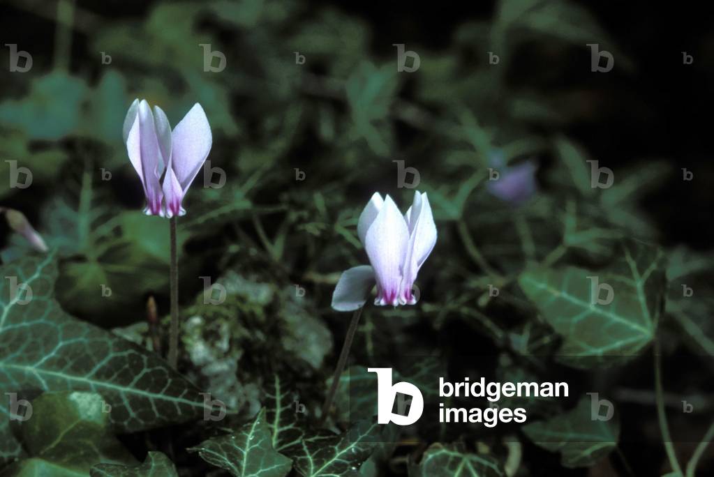 Cyclamen, National park of Gargano, Foggia, Puglia, Italy.