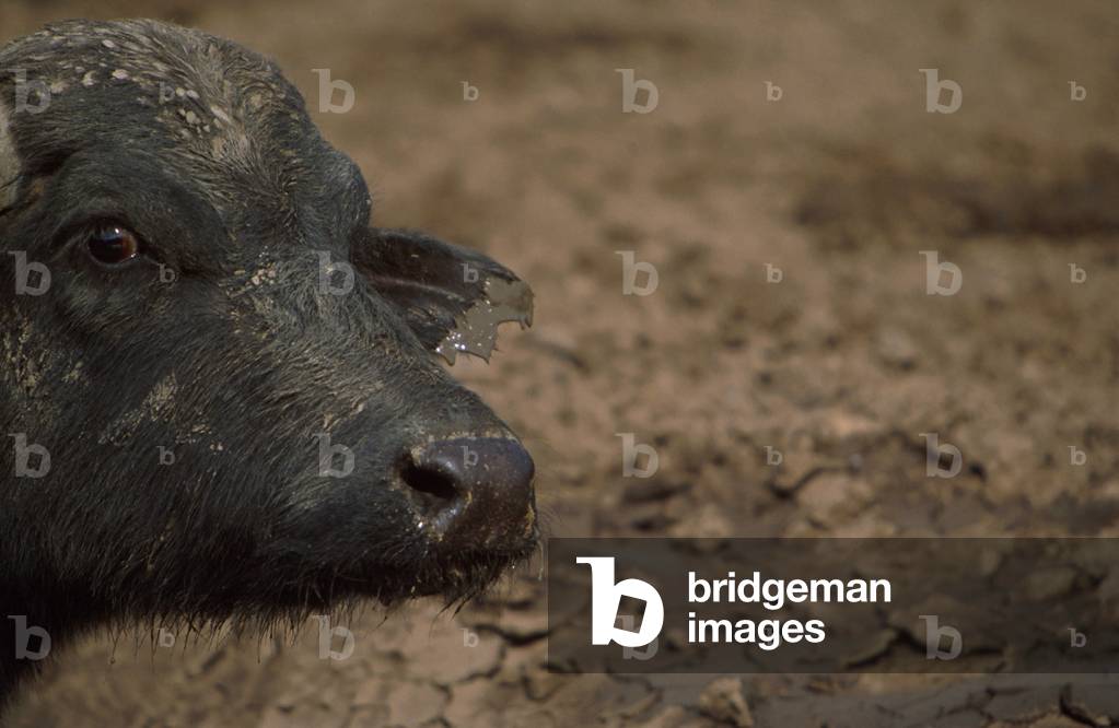Bufala, Campania, Italy
