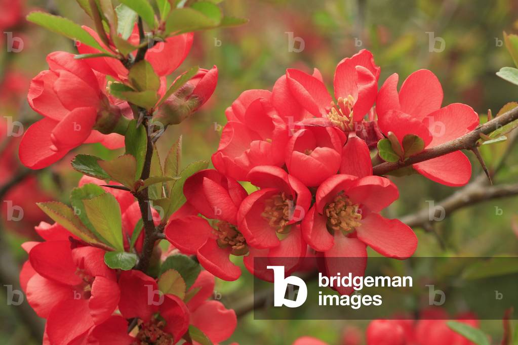 Chaenomeles speciosa “Benichidori”
