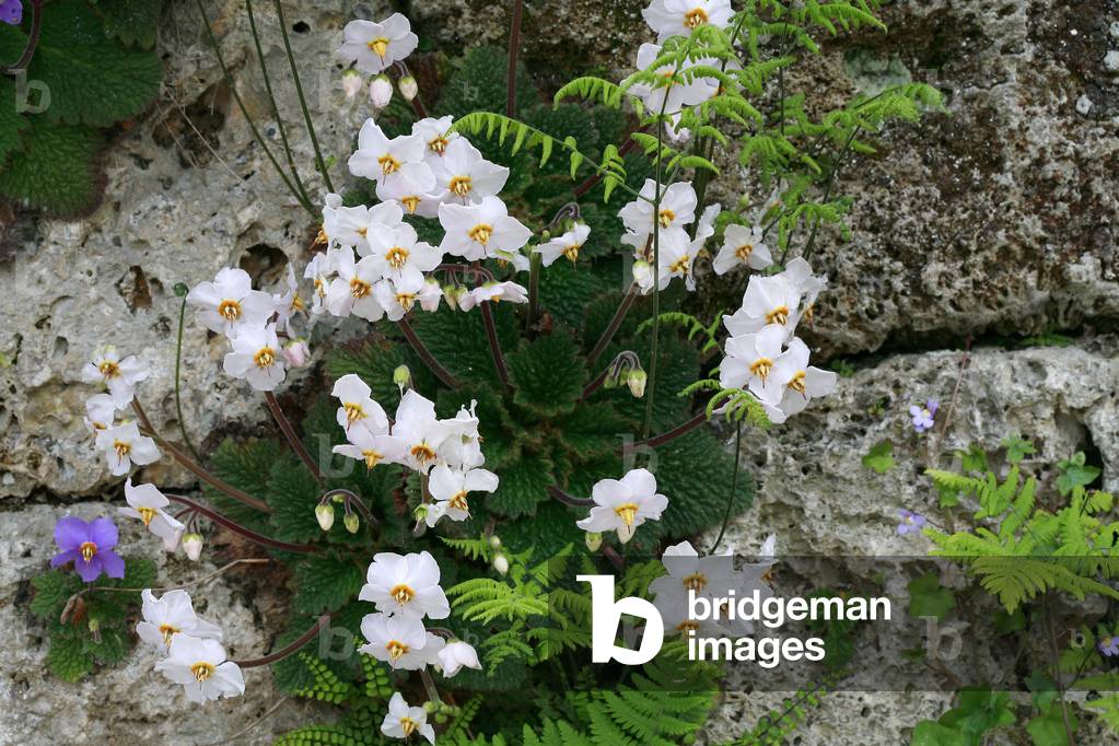 Ramonda myconii