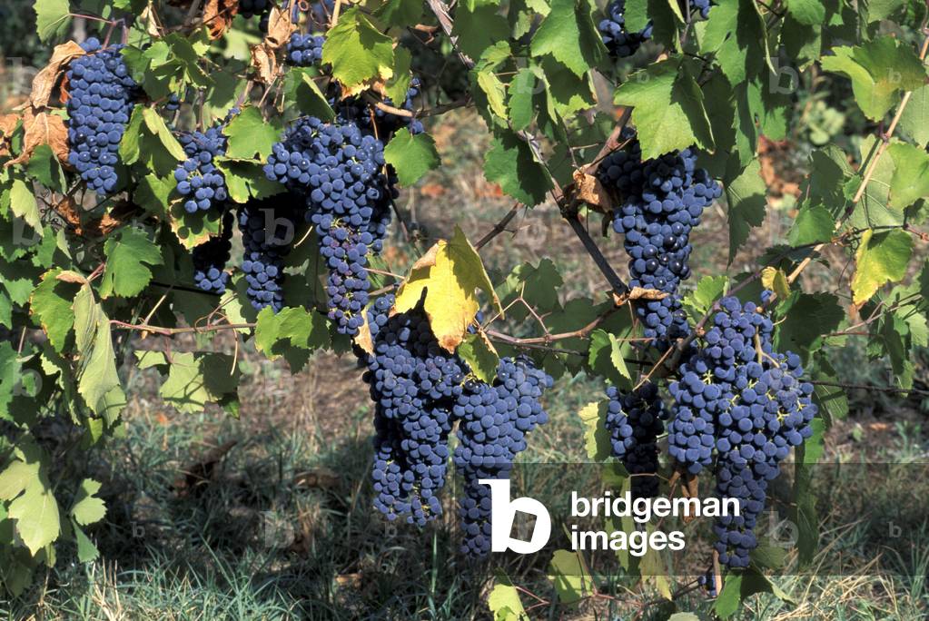 Vine “” Bonarda””, Oltrepo Pavese, Lombardy, Italy