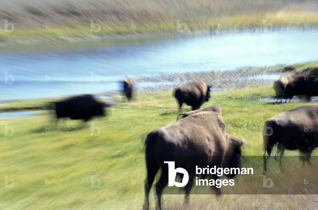 Bison in Lamar Valley, Yellowstone National Park, United States of America, America