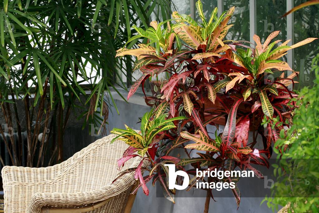 Codiaeum variegatum, croton