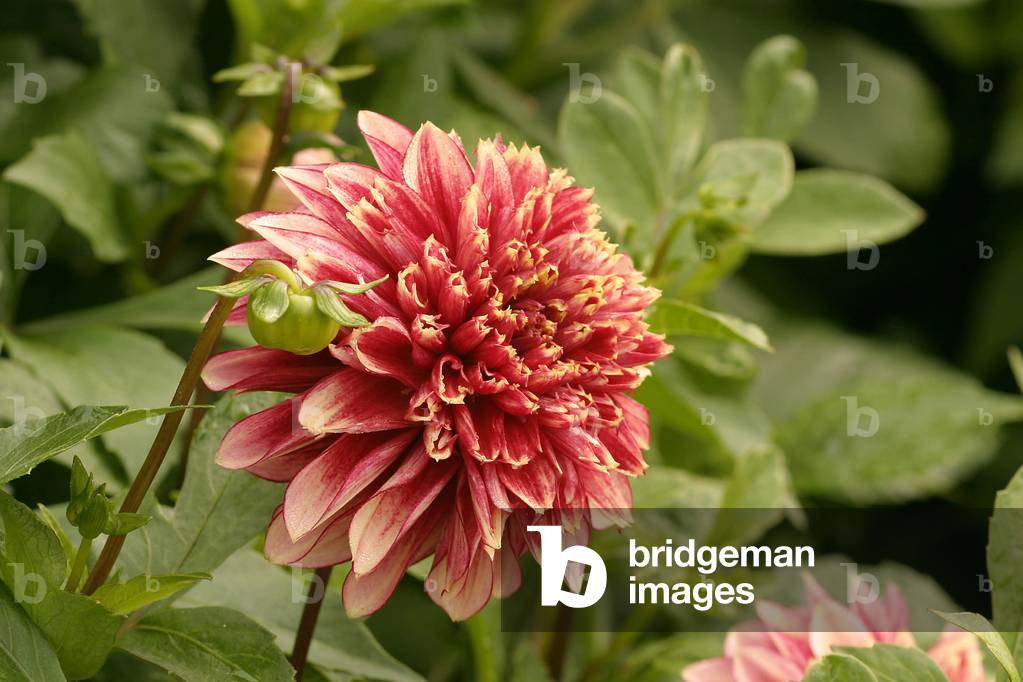 Dahlia “Bay Watch”