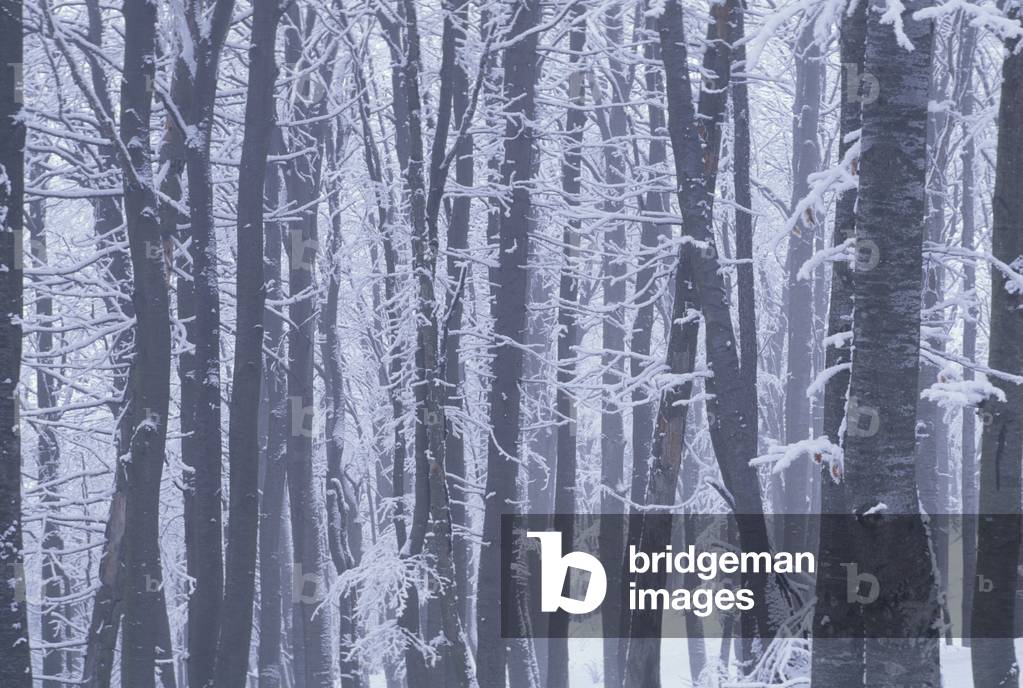 Wood of beech with snow, Italy