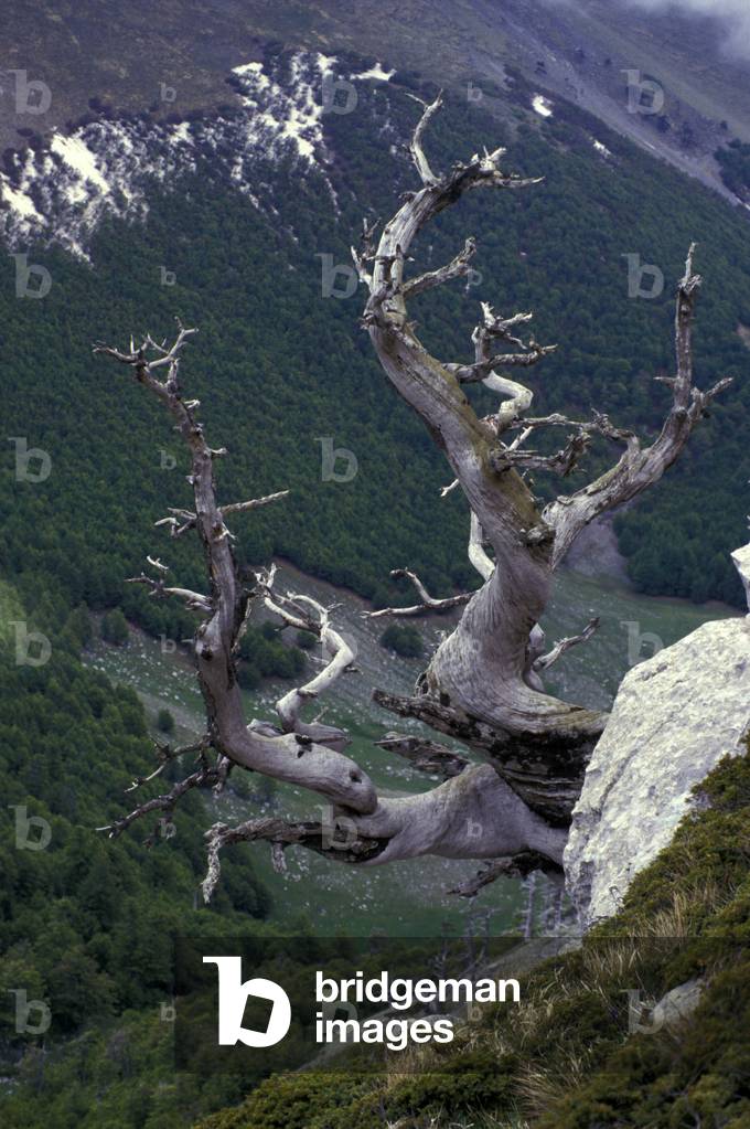 Pinus Leucodermis, Serra delle Ciavole, Montepollino, Lazio, Italy