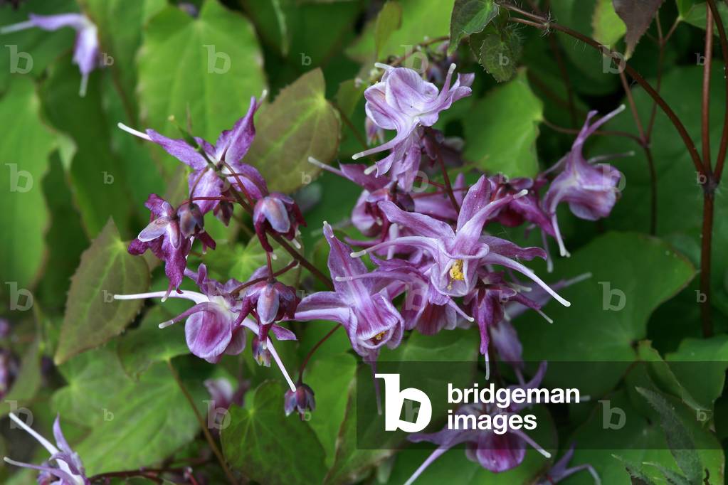 Eimedium grandiflorum Lilafee