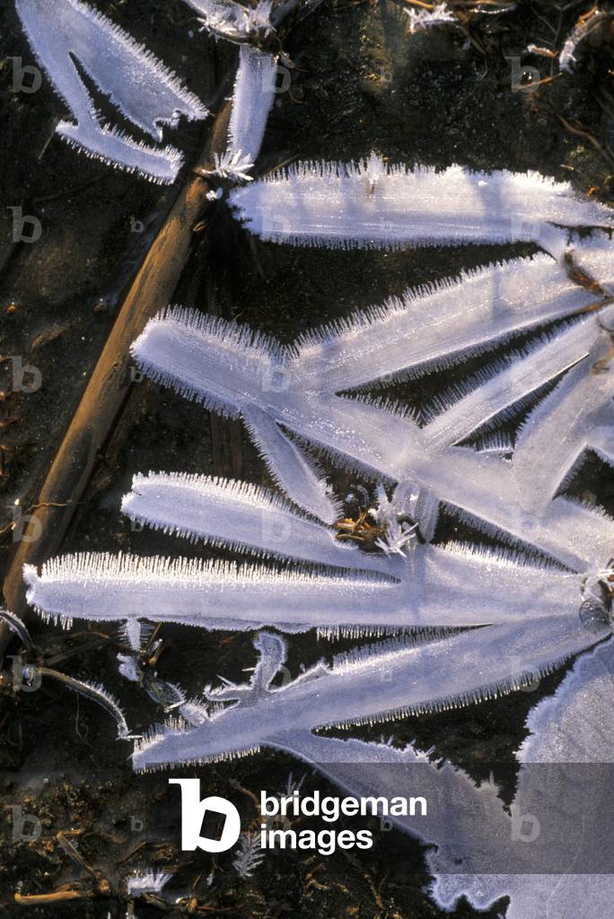 Ice and stalks, Italy